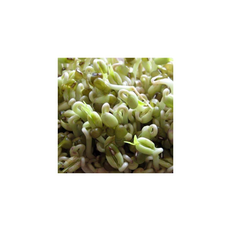 Germ'Line Graines à Germer Bio Haricot Mungo Soja Vert 200g - Sachet Unité