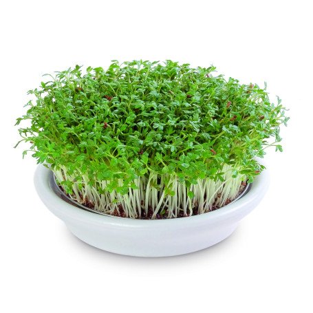 Coupelle de germination 12 cm blanc Coupelle de germination 12 cm blanc