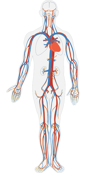 Photo système cardiovasculaire