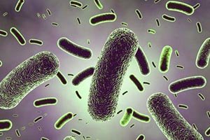 Bifibiol Junior - Probiotiques 3 milliards de ferments lactiques